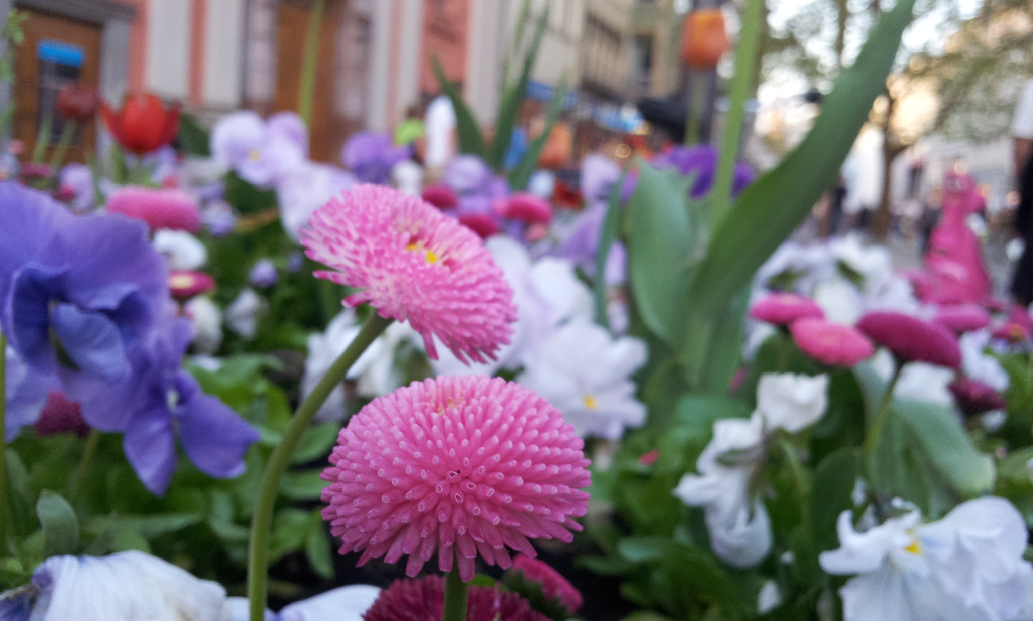 Flores en Múnich